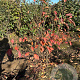 Amelanchier lamarckii 80-100 cm met kluit