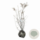 Amelanchier lamarckii 80-100 cm met kluit