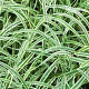 Carex morrowii 'Variegata' GM P9