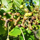 Hovenia dulcis 200-250 cm 50L