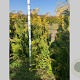 Chamaecyparis l. 'Stardust' 125-150 cm met kluit