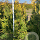 Chamaecyparis l. 'Stardust' 125-150 cm met kluit