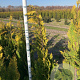 Chamaecyparis l. 'Stardust' 150-175 cm met kluit