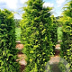 Chamaecyparis l. 'Stardust' 275-300 cm draadkluit