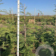 Cupressocyparis leylandii 150-175 cm met kluit