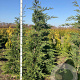 Cupressocyparis leylandii 225-250 cm met kluit