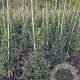Ilex aq. 'Alaska' 100-125 cm met kluit