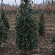 Ilex aq. 'Alaska' 100-125 cm met kluit