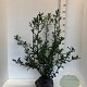 Ilex aquifolium 80-100 cm met kluit