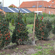 Ilex meserv. 'Blue Angel' 80-100 cm met kluit