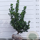 Ilex meserv. 'Blue Prince' 60-80 cm met kluit