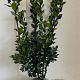 Ilex meserv. 'Blue Prince' 60-80 cm met kluit