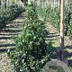 Ilex meserv. 'Blue Prince' 60-80 cm met kluit