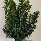 Ilex meserv. 'Blue Prince' 80-100 cm met kluit