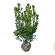 Ilex meserv. 'Blue Prince' 80-100 cm met kluit