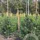 Ilex meserv. 'Blue Prince' 80-100 cm met kluit