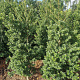 Ilex maximowicziana kanehirae 100-125 cm met kluit
