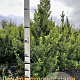 Ilex maximowicziana kanehirae 125-150 cm met kluit