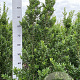 Ilex maximowicziana kanehirae 125-150 cm met kluit