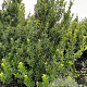 Ilex maximowicziana kanehirae 125-150 cm met kluit
