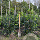 Ilex 'Nellie R. Stevens' 100-125 cm met kluit