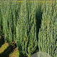 Juniperus s. 'Blue Arrow' 80-100 cm met kluit