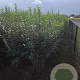 Ligustrum ovalifolium 125-150 cm met kluit