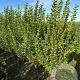Ligustrum ovalifolium 150-175 cm met kluit