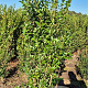 Ligustrum ovalifolium 150-175 cm met kluit
