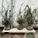Osmanthus burkwoodii 50-60 cm met kluit