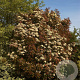 Photinia fraseri 'Red Robin' 125-150 cm met kluit
