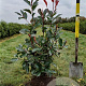 Photinia fraseri 'Red Robin' 60-80 cm met kluit