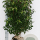 Prunus l. 'Angustifolia' 80-100 cm met kluit struik
