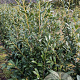 Prunus l. 'Caucasica' 100-125 cm met kluit
