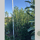 Prunus l. 'Caucasica' 200-225 cm met kluit