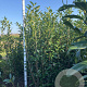 Prunus l. 'Caucasica' 200-225 cm met kluit