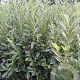 Prunus l. Elly 200-225 cm met kluit