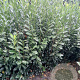 Prunus l. Elly 200-225 cm met kluit