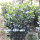 Prunus l. Etna 50-60 cm met kluit