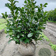 Prunus l. Etna 60-80 cm met kluit