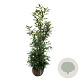 Prunus l. 'Herbergii' 150-175 cm met kluit