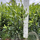 Prunus l. 'Herbergii' 60-80 cm met kluit