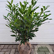Prunus l. 'Herbergii' 60-80 cm met kluit