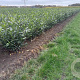 Prunus l. 'Herbergii' 60-80 cm met kluit