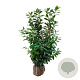 Prunus l. 'Novita' 125-150 cm met kluit