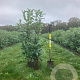 Prunus l. 'Novita' 125-150 cm met kluit
