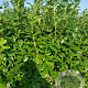 Prunus l. 'Novita' 200-225 cm met kluit