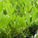 Prunus l. 'Otto Luyken' 40-50 cm met kluit