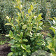 Prunus I. 'Rotundifolia' 100-125 cm met kluit