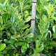 Prunus I. 'Rotundifolia' 125-150 cm met kluit
